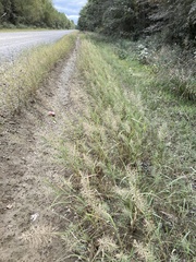 Leptochloa panicoides