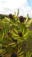 Leucadendron platyspermum