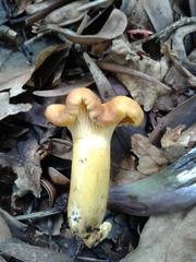 Cantharellus amethysteus