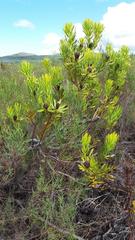 Leucadendron platyspermum