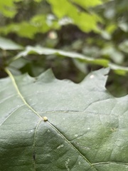 Zopheroteras hubbardi