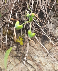 Stenomesson aurantiacum