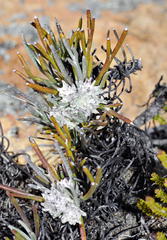 Euryops tagetoides