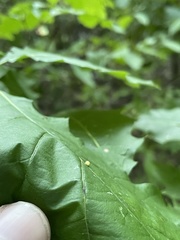 Zopheroteras hubbardi