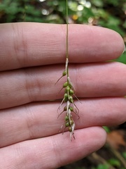 Carex sprengelii