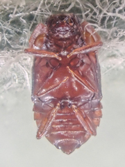 Micropeplus