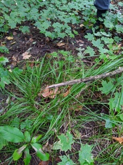Carex sprengelii
