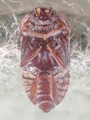 Micropeplus
