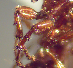 Dilophus tibialis breviceps