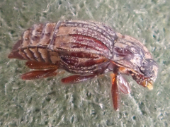 Micropeplus