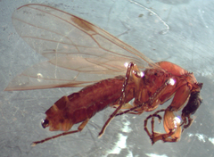 Dilophus tibialis breviceps