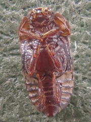 Micropeplus