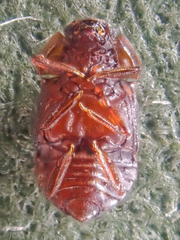 Micropeplus