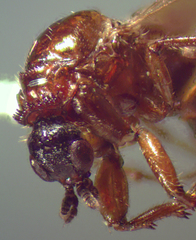 Dilophus tibialis breviceps