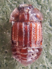 Micropeplus