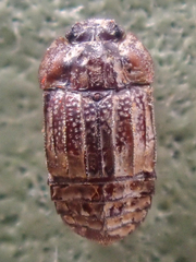 Micropeplus