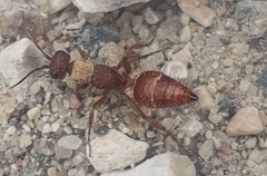 Typhoctes peculiaris