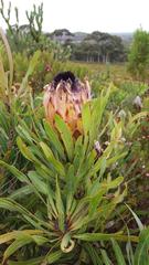 Protea longifolia