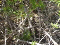 Psoralea vanberkelae