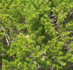 Psoralea vanberkelae