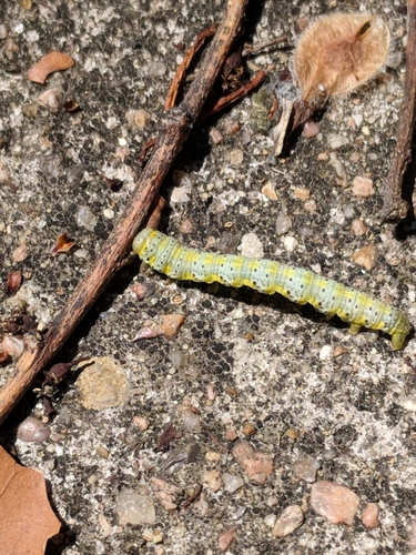 Pale-viened Enconista