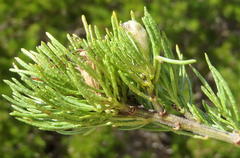 Psoralea vanberkelae