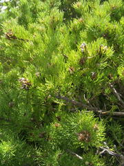 Psoralea vanberkelae