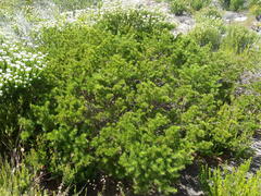 Psoralea vanberkelae