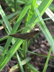Herpetogramma phaeopteralis
