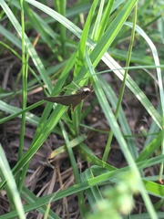 Herpetogramma phaeopteralis
