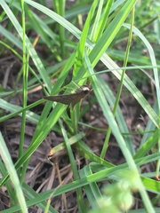 Herpetogramma phaeopteralis