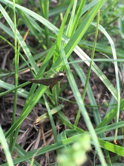 Herpetogramma phaeopteralis
