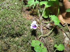 Viola banksii