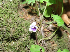 Viola banksii