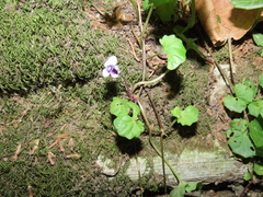 Viola banksii