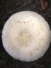 Agaricus campestris