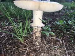 Agaricus campestris