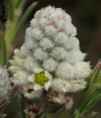 Phylica imberbis eriophoros