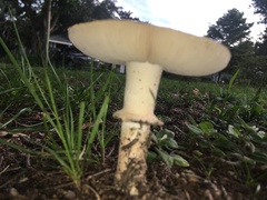 Agaricus campestris