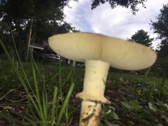 Agaricus campestris