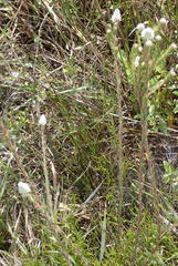 Phylica imberbis eriophoros