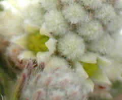 Phylica imberbis eriophoros