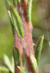 Phylica imberbis eriophoros