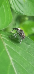 Peridinetus irroratus