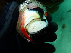 Rhyssoplax polita