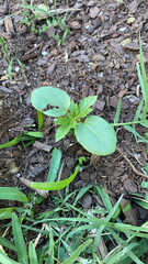 Magnoliopsida