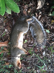 Sciurus carolinensis