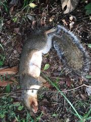 Sciurus carolinensis