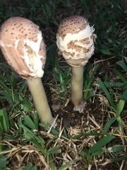 Chlorophyllum molybdites