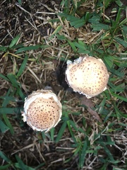 Chlorophyllum molybdites